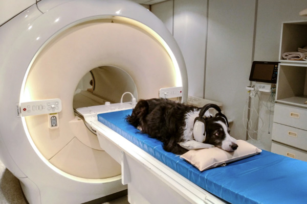 宠物在CT检查过程中会感到疼痛吗？