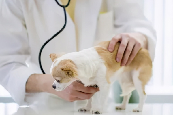 关于宠物CT安全与效果的关键注意事项