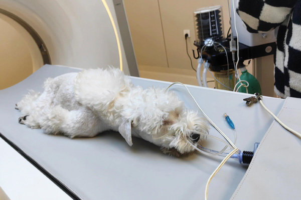 宠物 CT的工作原理和设备优势是什么