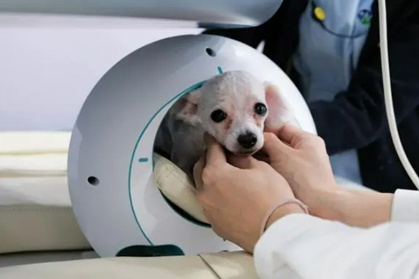 给宠物做CT检查前需要做哪些准备？
